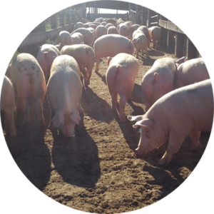 clausen meat co meat pigs on farm circular