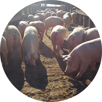 clausen meat co meat pigs on farm circular