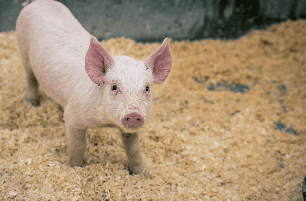 clausen-meat-co-fair-pig-standing