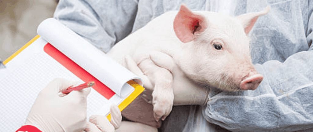 clausen-meat-co-pig-inspection-food-safety
