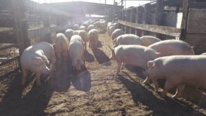 clausen-meat-co-pigs-walking-group